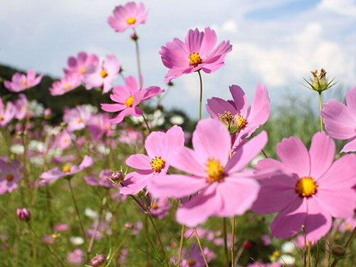 波斯菊